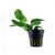 Anubias Nana, 1 vnt.